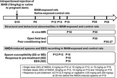 A New Rat Model of Epileptic Spasms Based on Methylazoxymethanol-Induced Malformations of Cortical Development